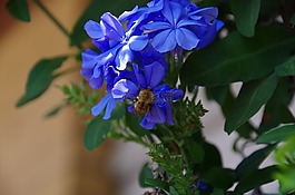就防务,熊蜂,昆虫