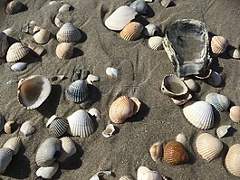 北海,海灘,沙
