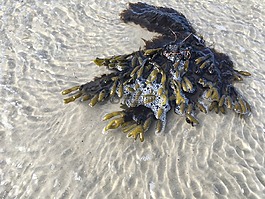 北海,海灘,沙