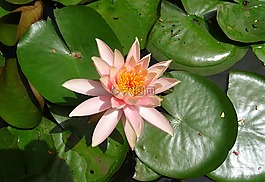 花,水百合,科羅拉多睡蓮
