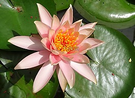 花,水百合,科羅拉多睡蓮