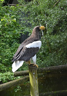 斯特勒的海鷹,鳥,預(yù)