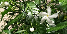 花,白,熱帶