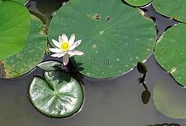 百合,水百合,白