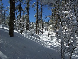 森林,冬天,雪