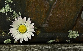 雛菊,鐵,老