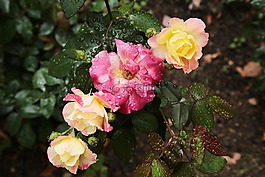 日本,玫瑰,鮮花