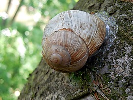 蝸牛,殼,軟體動物