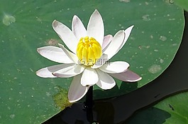 百合,水百合,白