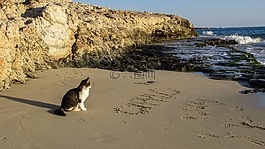 海滩,科夫,猫