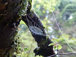 森林,苔,蜘蛛網(wǎng)