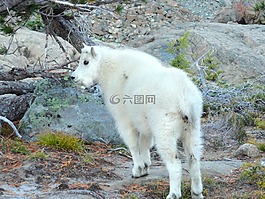 山羊,野生,動(dòng)物