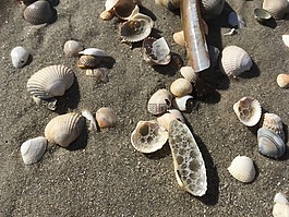 北海,海灘,沙