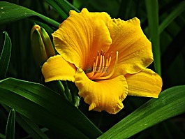花,花卉,南瓜