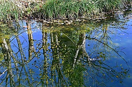 水,鏡像,河