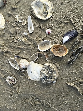 北海,海灘,沙