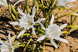 pancratium maritimum,百合,花
