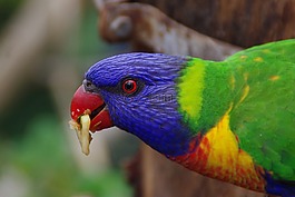 鸚鵡,鳥,羽毛