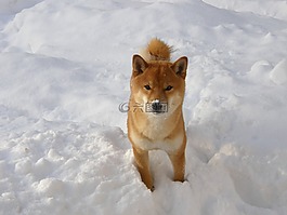 日本spitz,冬天,雪