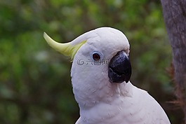 鸚鵡,鳥,羽毛