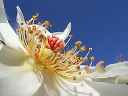 玫瑰,白,開花