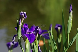 虹膜,鸢尾花,蓝色
