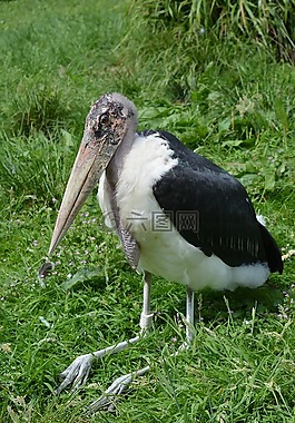 marabou,鸟,自然