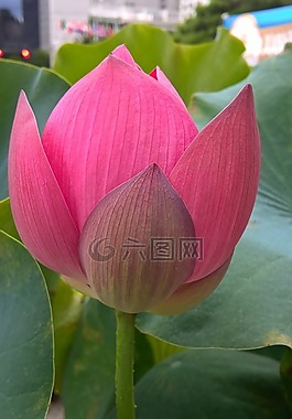 花卉,蓮花,植物