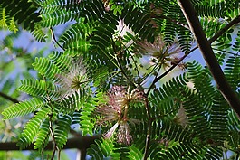 廠,熱帶地區(qū),鮮花