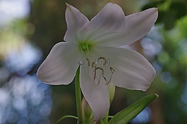 開花,百合,白