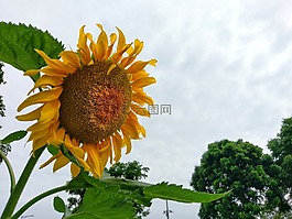 太陽花,向日葵花,花苞