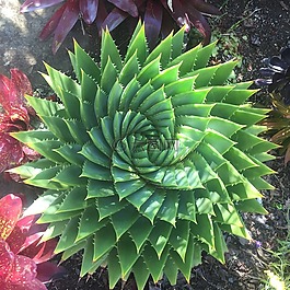 植物,自然,螺旋
