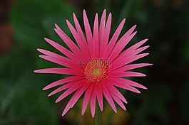 開花,紅色,粉紅色