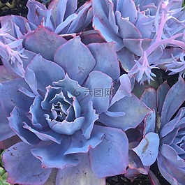 植物,花園,多汁