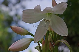 開花,百合,白