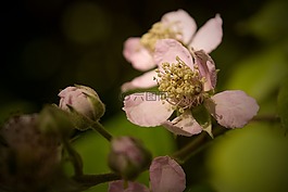 細(xì)節(jié),花,性質(zhì)