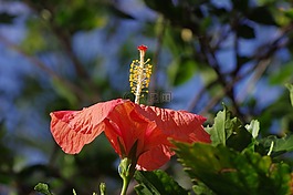 芙蓉,开花,锦葵