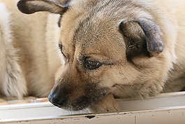 動物,狗,眼睛