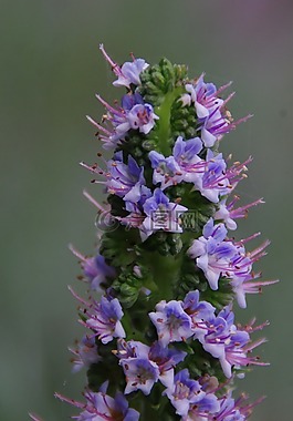 開(kāi)花,花,鮮花