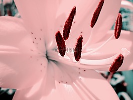 粉紅色,百合,宏