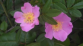 花,美麗,紫色花