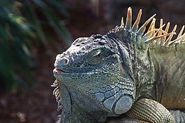 鬣蜥,爬行動物,綠色