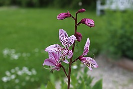 白diktam,diktam,花