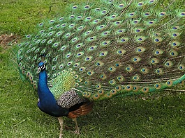 孔雀,鳥,動物