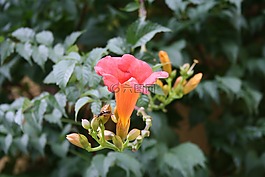 鮮花,黃蜂,性質(zhì)