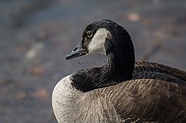鳥,野鵝,動(dòng)物世界