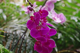 蘭花,野生蘭花,開花