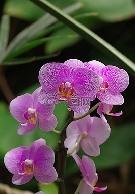 蘭花,野生蘭花,開花