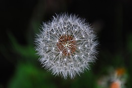 蒲公英,花,白