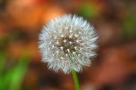 蒲公英,花,白